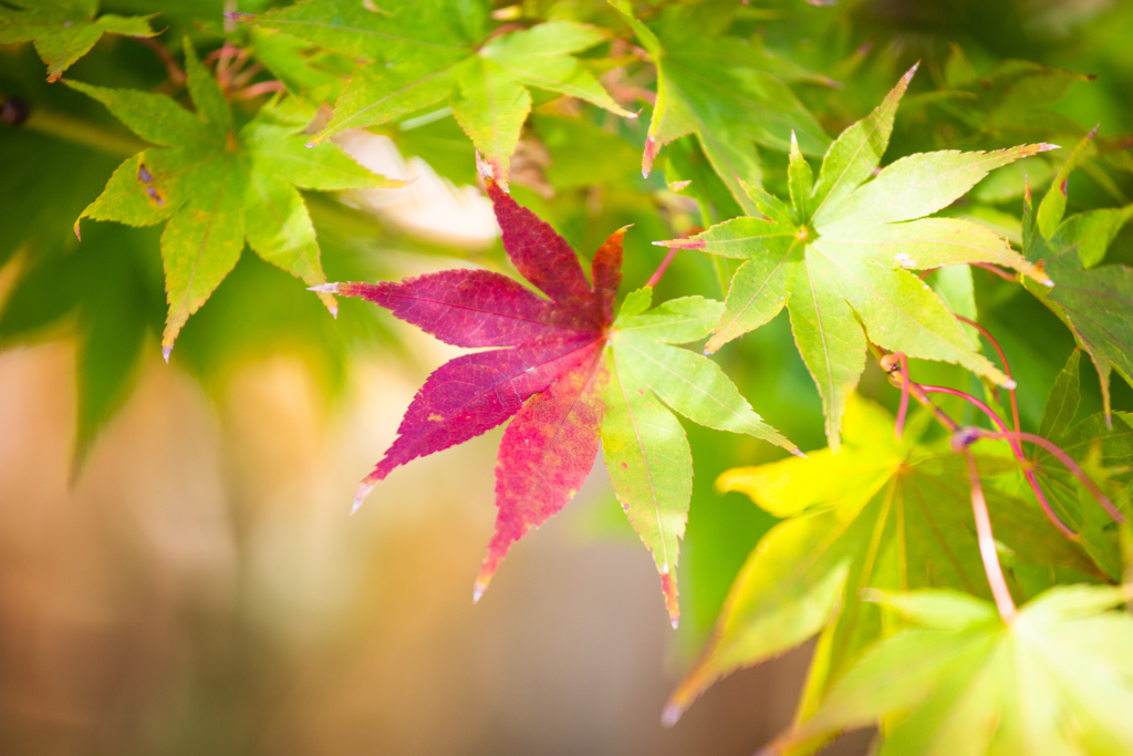 Autumn Colors　Ⅵ
