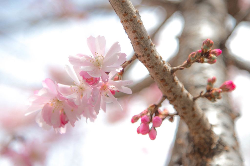 御池の桜