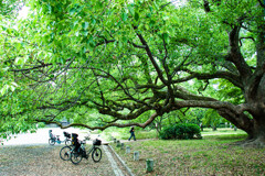 京都御苑の大きな木