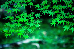 青もみじを探して。　Ⅲ