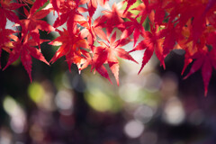 紅葉のきらめき
