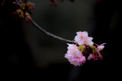 早咲きの桜