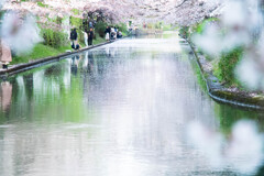 春の川　Ⅱ