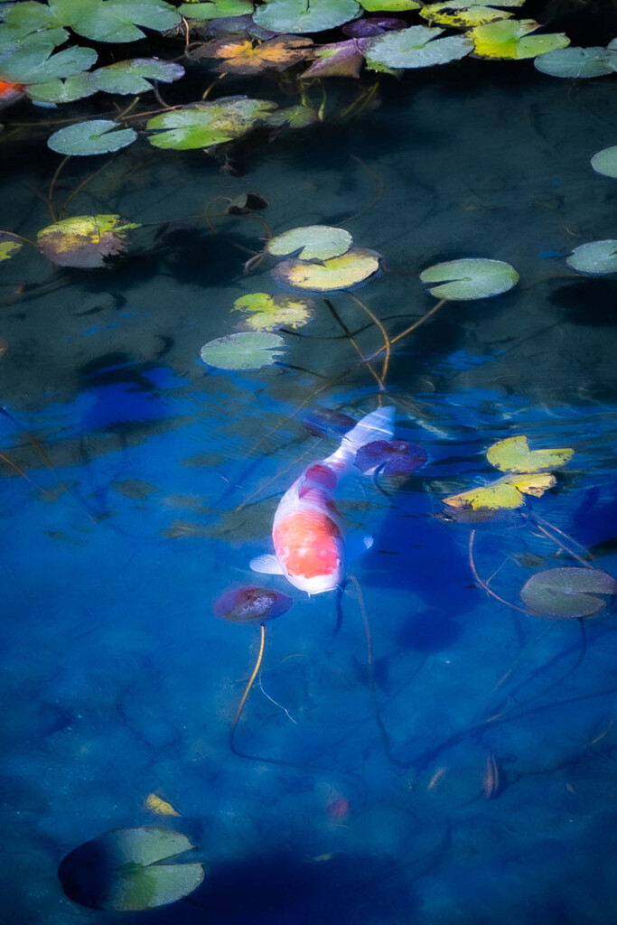 栗林公園の鯉　Ⅱ