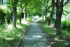 木漏れ日の散歩道　Ⅰ