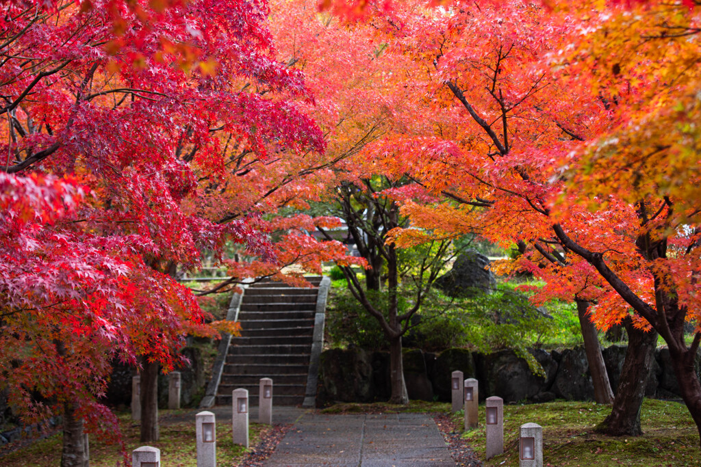 智積院の紅葉　Ⅳ