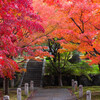 智積院の紅葉　Ⅳ