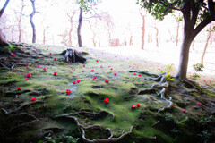 城南宮の春　Ⅲ