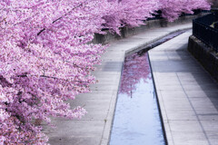 淀水路の春　Ⅱ