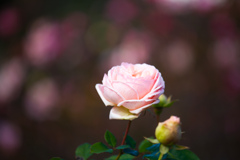 冬に咲く薔薇　Ⅱ