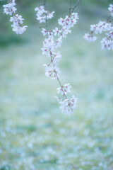 醍醐寺のしだれ桜　Ⅱ