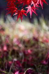 智積院の紅 × 紅