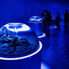 アクアリウムとアートが融合する水族館　Ⅱ