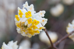 ミツマタの花