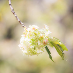 緑の桜