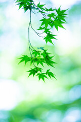 風薫る。