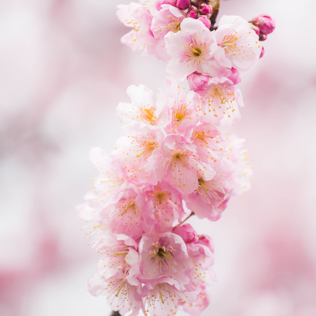 椿寒桜