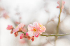 薄紅の花が開く。