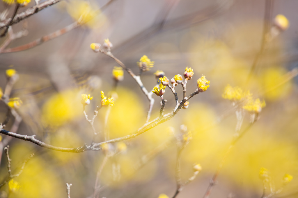 サンシュユの黄色