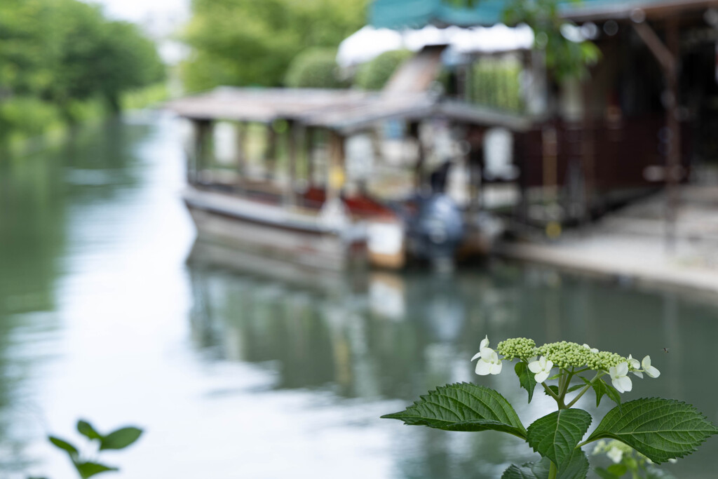 紫陽花が咲き始めた伏見で　Ⅱ