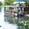 紫陽花が咲き始めた伏見で　Ⅱ