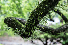 『宿る』　－京都御苑の大きな木