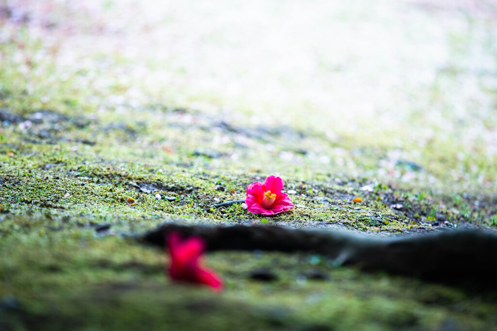 桃源京の落とし物