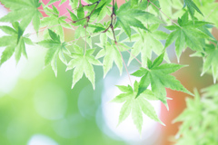 初夏の色　Ⅱ