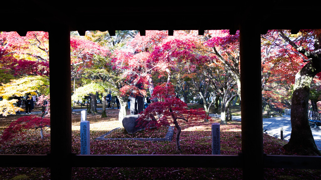 東福寺の紅葉を切り撮る　Ⅰ
