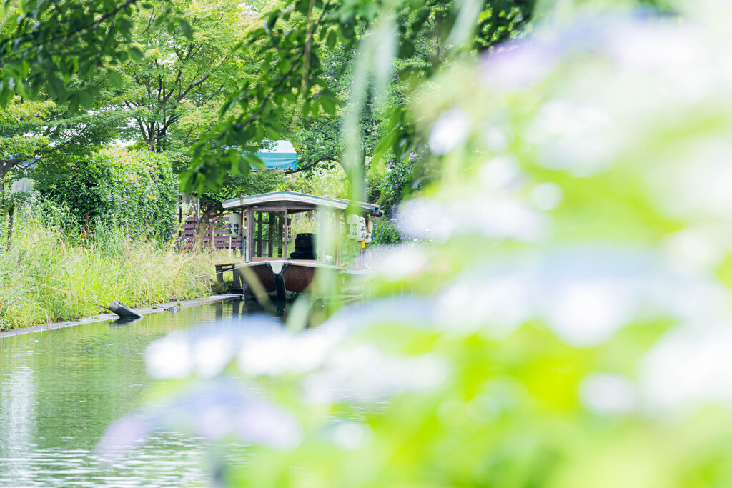 伏見、紫陽花の頃 ②