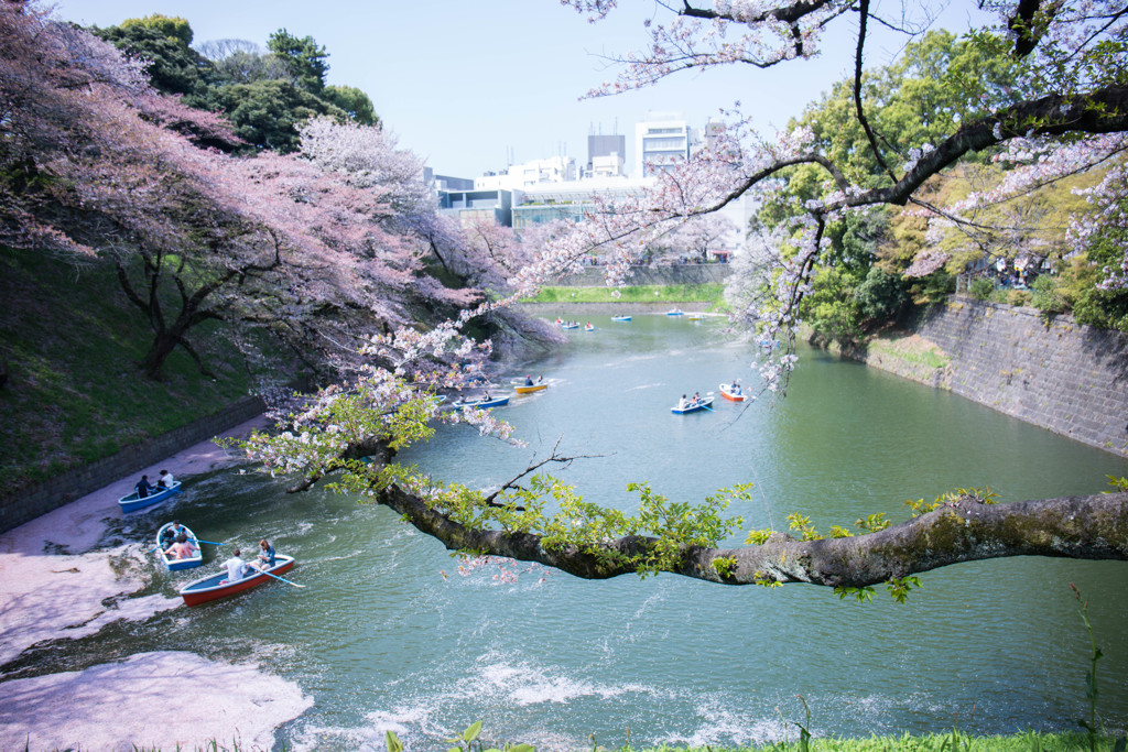 なごり桜　Ⅰ