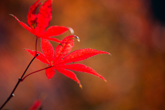 Autumn Colors　Ⅳ