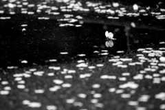 『桜の涙』　Ⅱ