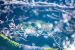 『桜の開花』