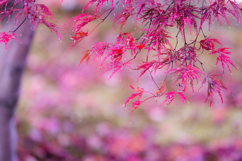 紅、やさしく。