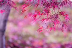 紅、やさしく。