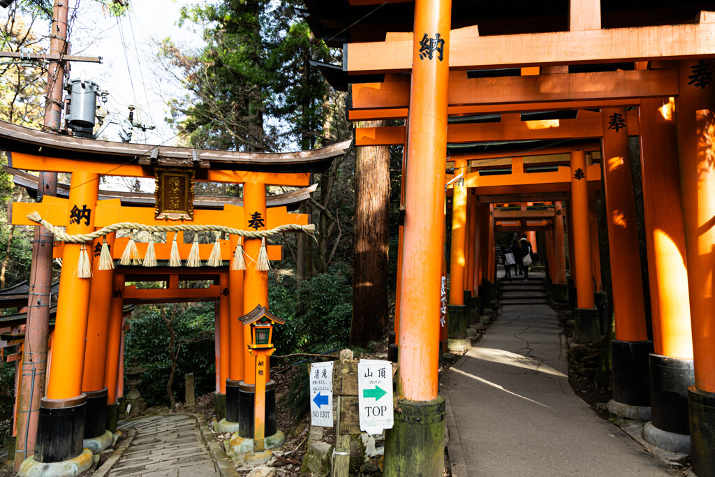 鳥居の分かれ道