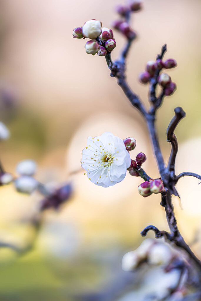 八重の白梅　Ⅰ