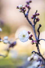 八重の白梅　Ⅰ
