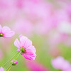 秋桜　⑥
