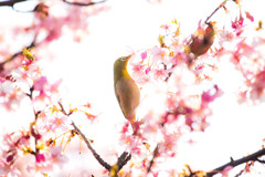 河津桜とメジロ