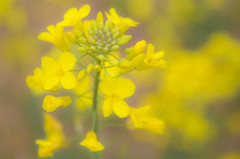 菜の花