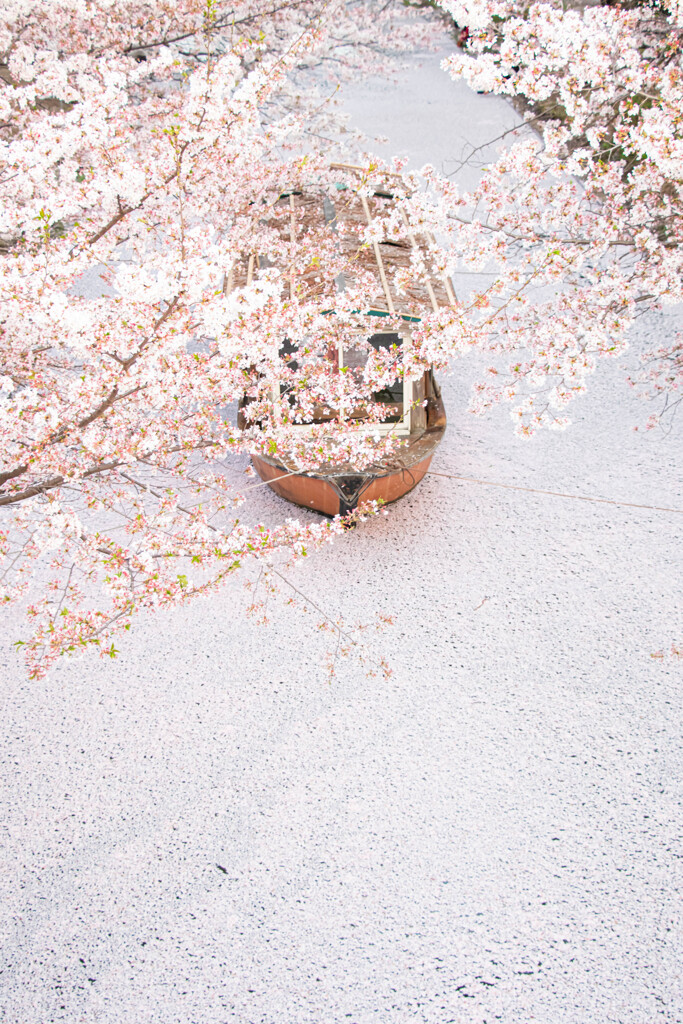 桜の川で　Ⅳ