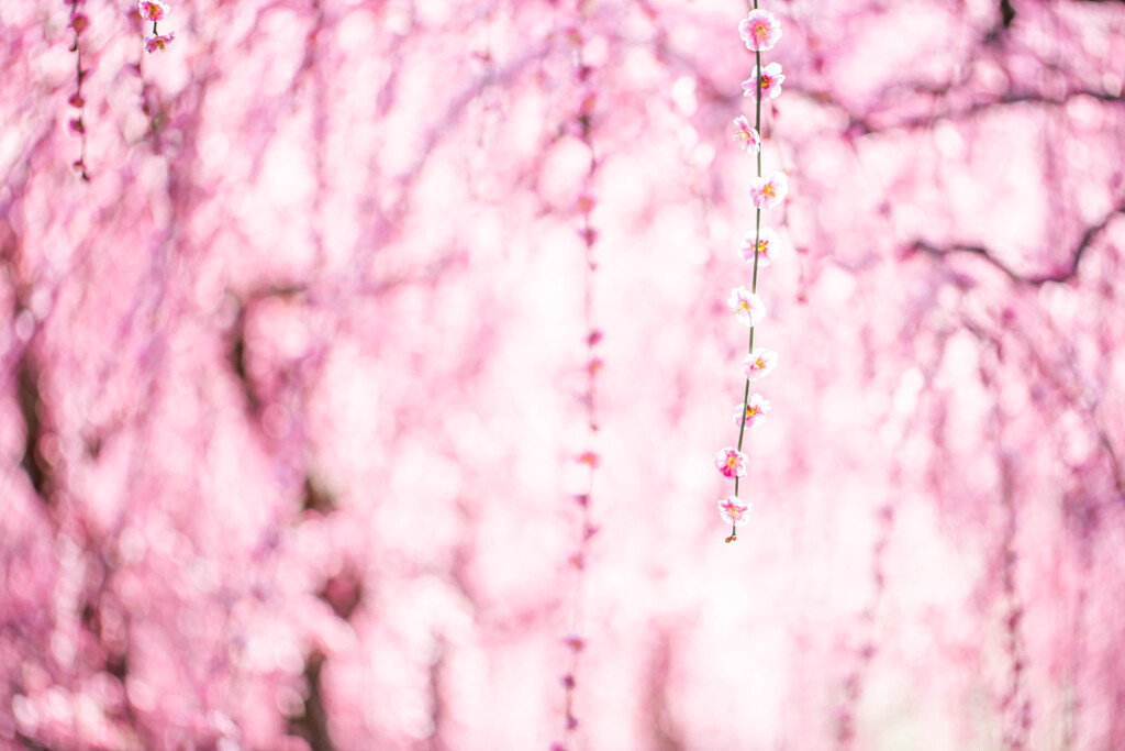 桃源郷　Ⅲ