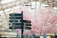 上野駅の桜　Ⅰ