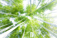 天までとどけ