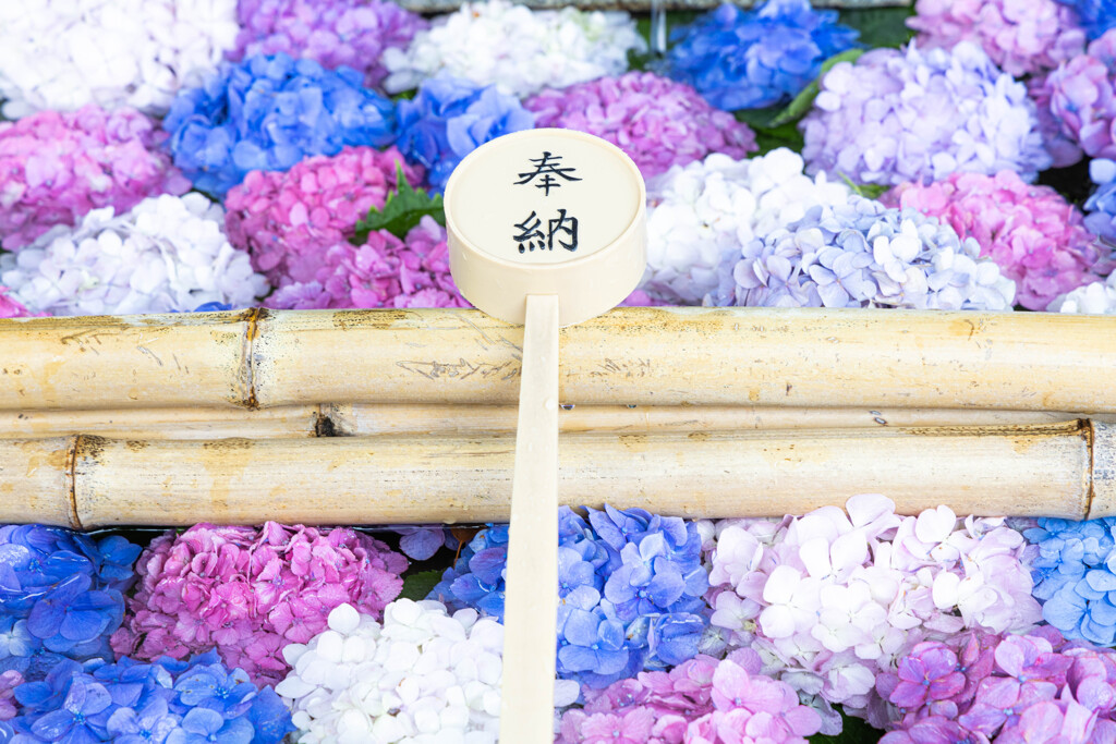 おもてなしの花
