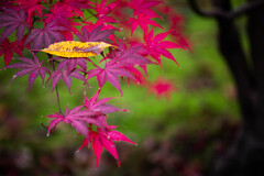 Autumn Colors　Ⅱ