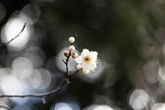 白梅咲きました。 ①