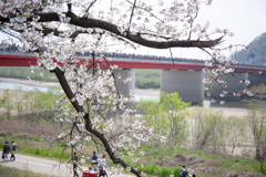 八幡の桜　Ⅲ